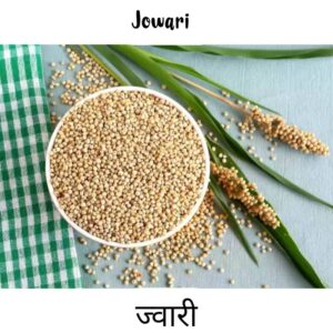 jowar