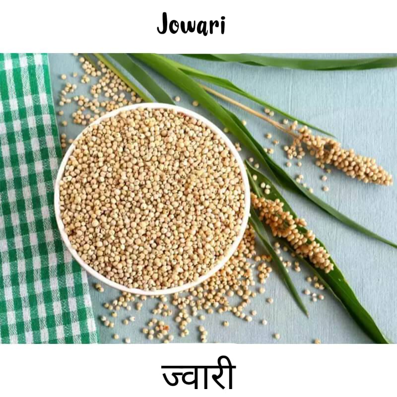 jowar
