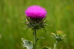 Milk Thistle