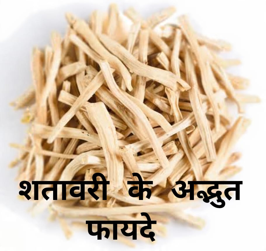 Shatavari